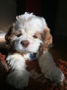 a white and brown dog laying on top of a rug