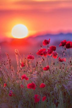 the sun is setting over a field with red poppies in front of an orange sky