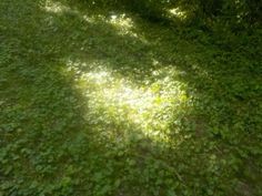 the sun is shining through the trees in the grass and leaves on the ground,