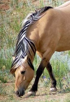 a brown horse grazing on dry grass in a field with tall grass and weeds behind it