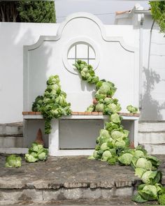 some lettuce growing on the side of a building