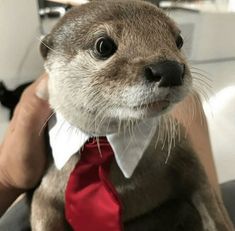 an otter wearing a red tie is being held up by someone's hand in front of him