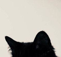 a black cat with its head turned to the side