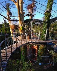 an upside down tree house in the middle of a forest with lots of plants growing on it