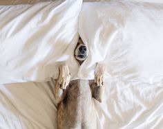 a dog that is laying down under the covers on a bed with it's head sticking out