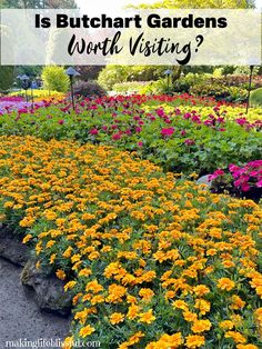 colorful flowers with the words is butchart gardens worth visiting? in front of them