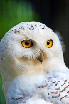 an owl with yellow eyes is looking at the camera