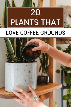 a woman is holding a potted plant with the words, 20 plants that love coffee grounds