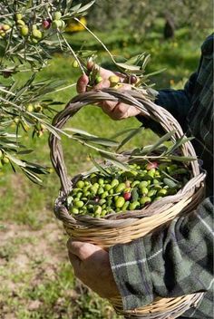 a man holding a basket full of olives in his hands and picking them from the tree