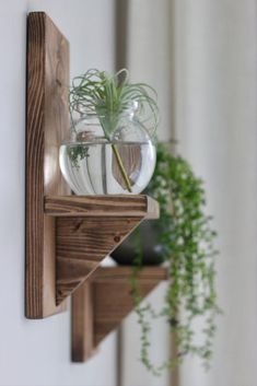 an air plant is in a glass vase on a wooden shelf