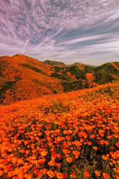 a field full of orange flowers on top of a lush green hillside under a blue sky