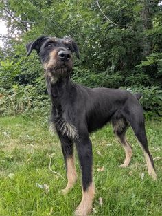 a black and brown dog standing on top of a lush green field next to trees