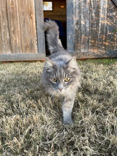 a cat walking in the grass near a wooden structure and door to an outside area