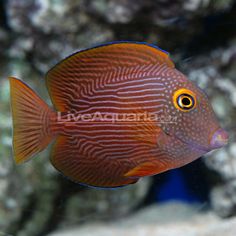 a close up of a fish in an aquarium looking at the camera with focus on its eye