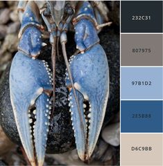 two blue crabs sitting on top of a rock next to each other in color swatches