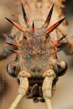 an insect with spikes on it's back legs