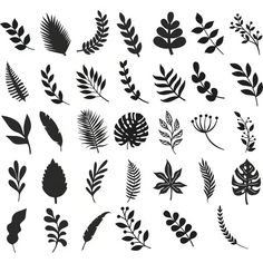 various silhouettes of leaves and plants