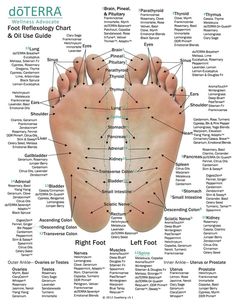 10 Pack Reflexology Chart & Essential Oil Use Guide 8.5 x | Etsy Acupressure Points Chart, Foot Reflexology Massage, Healing Touch, Shiatsu Massage