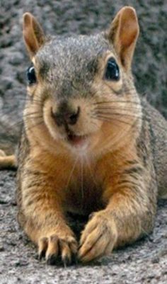 Butter Sandwich, Squirrel Pictures, Cute Squirrel, A Squirrel, Baby Squirrel, Little Critter, Woodland Creatures, Hamsters, Bird Feeder