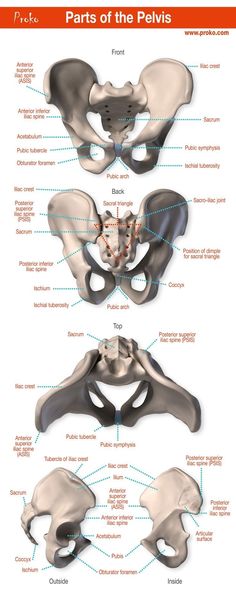 an image of the pelvicis and its corresponding parts, including the bones