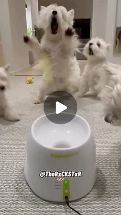 four small white dogs playing with each other on the floor in front of a camera