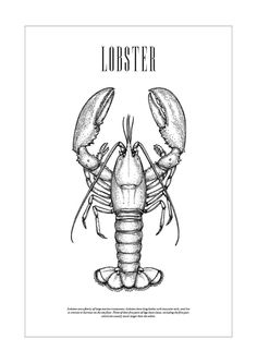 the lobster is drawn in black and white with an inscription that says lobster on it