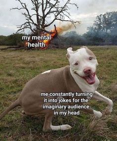 a pitbull dog sitting in the grass with its tongue out and captioning that it is mental health