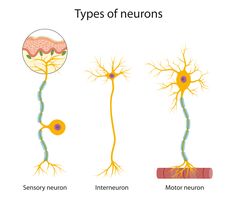 three types of neurons