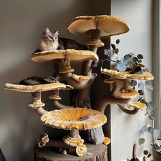 a cat sitting on top of a tree stump next to mushrooms and other things in front of a window