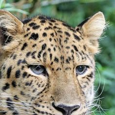 a close up of a leopard's face with green foliage in the back ground