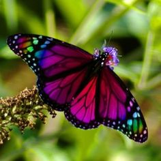 a purple butterfly sitting on top of a green plant