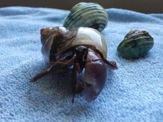 three seashells on a blue towel next to each other