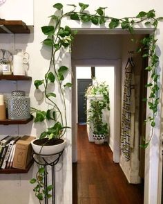 the hallway is decorated with various plants and books on shelving units, along with other decor items