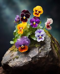 colorful pansies are growing out of the moss on a rock in front of a dark background