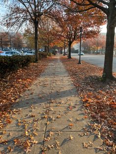 the sidewalk is lined with trees and leaves