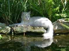 a white cat sitting on top of a rock next to water