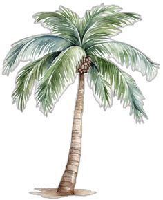 a watercolor drawing of a palm tree