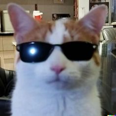 an orange and white cat wearing black sunglasses