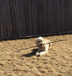 a small white dog with a stick in its mouth sitting on the ground next to a fence