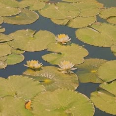 water lilies are floating on the surface of a pond