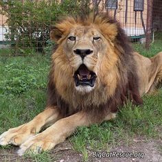 a lion laying in the grass with its mouth open