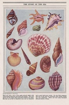 the story of the sea book with pictures of seashells and other marine animals