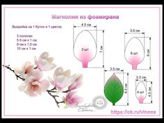 an image of flowers with measurements for each blooming branch and the size of their petals