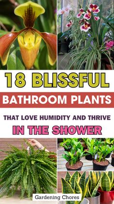 Join the shower plant trend and bring freshness into your bathroom with these 18 humidity-loving plants! With their vibrant foliage and easy care, these plants not only beautify your space but also promote a sense of calm. Click to start your shower garden and enjoy the benefits of greenery! Indoor Hot Tub, Weeping Fig, Orchid Bark, Prayer Plant, Cheese Plant, Aromatic Plant, Bathroom Plants, House Plant Care, Farms Living