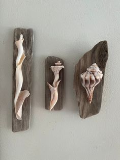 three pieces of driftwood are hanging on the wall, one has shells in it