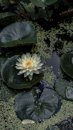 a white water lily floating on top of a pond filled with green leafy plants