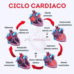 the ciclo cardiaco diagram is shown