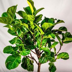 close view of Little Leaf Fiddle Leaf Fig Tree Fig Bush, Fig Tree Plant, Fiddle Leaf Fig Care, Popular House Plants, Fiddle Leaf Tree, Broadleaf Evergreen, Fig Trees, Fiddle Fig, Tree Family