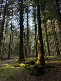 the ground is covered in moss and trees