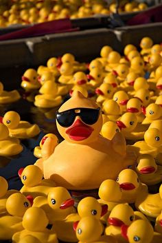 yellow rubber ducks are lined up in rows and one is wearing sunglasses, while the other has black shades